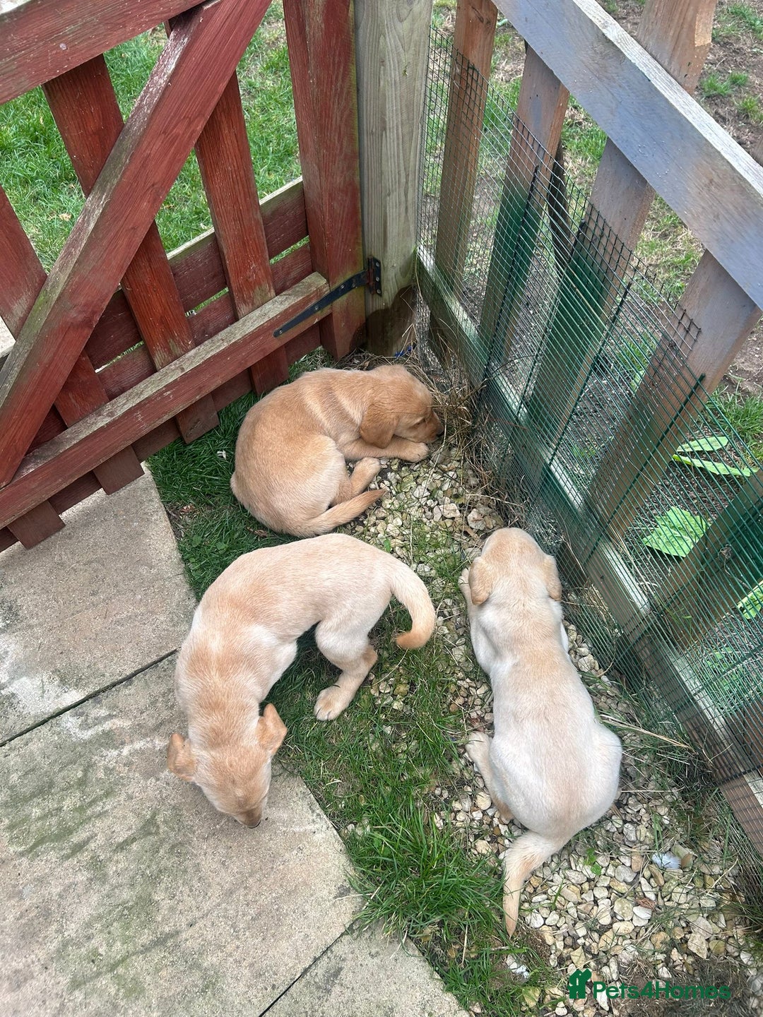 Labrador Retriever dogs for sale: Beautiful fox red and cream Labrador retriever - Image 5