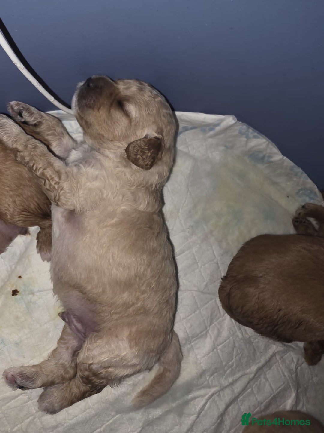 Cavapoo dogs for sale: Cavapoo puppies - Advert 4