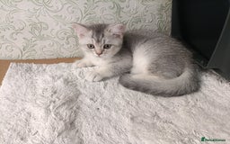 British Shorthair cats for sale: Gorgeous kittens for sale  - Image 18