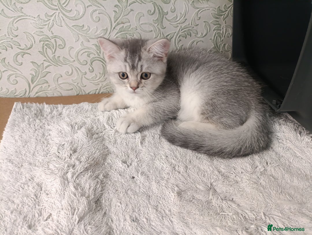 British Shorthair cats for sale: Gorgeous kittens for sale  - Image 18