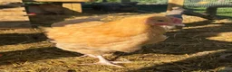 Chickens poultry for sale: Buff Orpington Young Cockerels  in Chesterfield - Advert 5