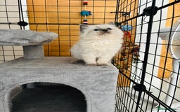 Ragdoll cats for sale: Beautiful ragdoll kittens  - Image 8