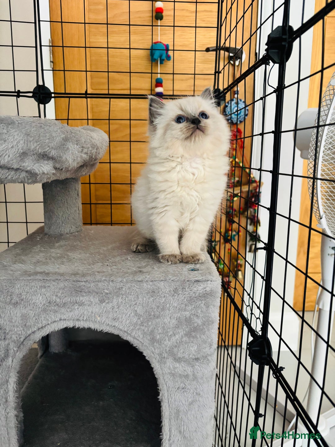 Ragdoll cats for sale: Beautiful ragdoll kittens  - Image 8