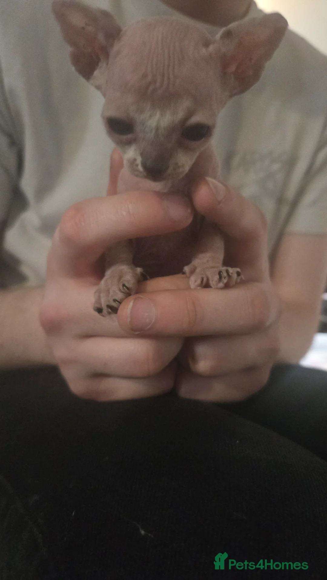 Sphynx cats for sale: 3 beautiful sphynx - Advert 3