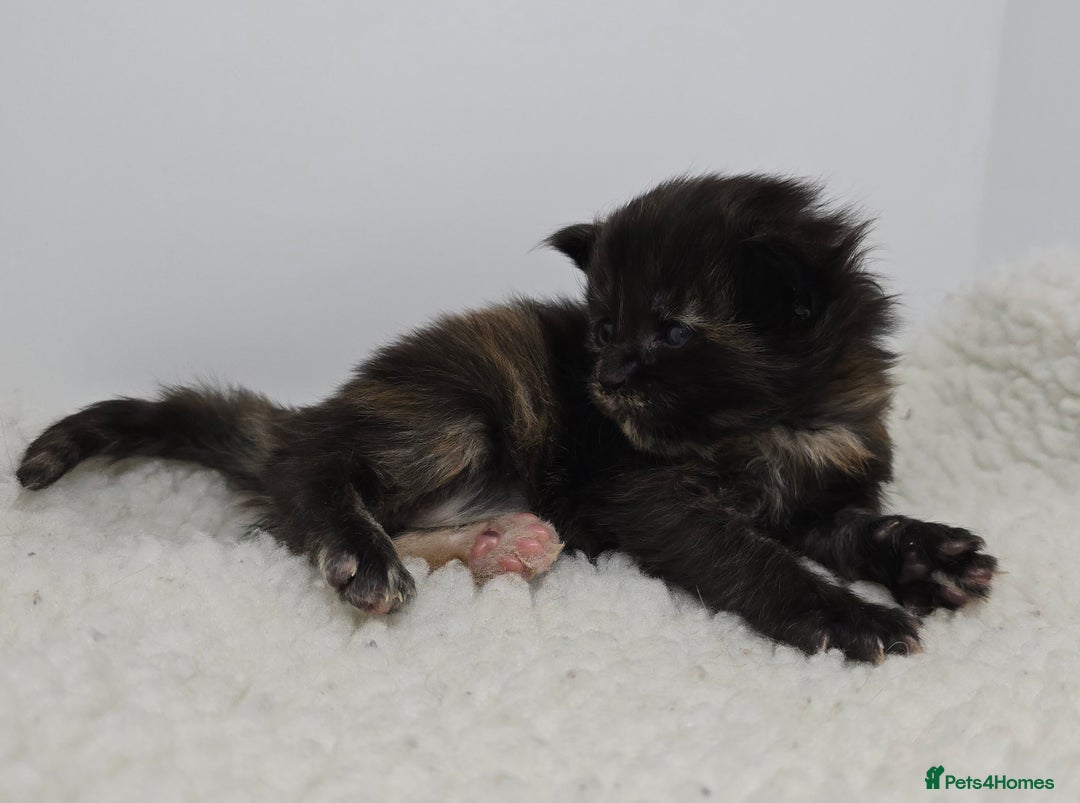 Maine Coon cats for sale: Maine Coon Kittens LARGE Blue/Black Tortie/Tabby - Advert 8