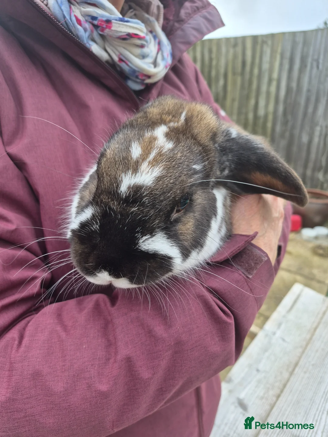 English rabbits for sale: Two female, neutered, tame, rabbits  in Swindon - Advert 2