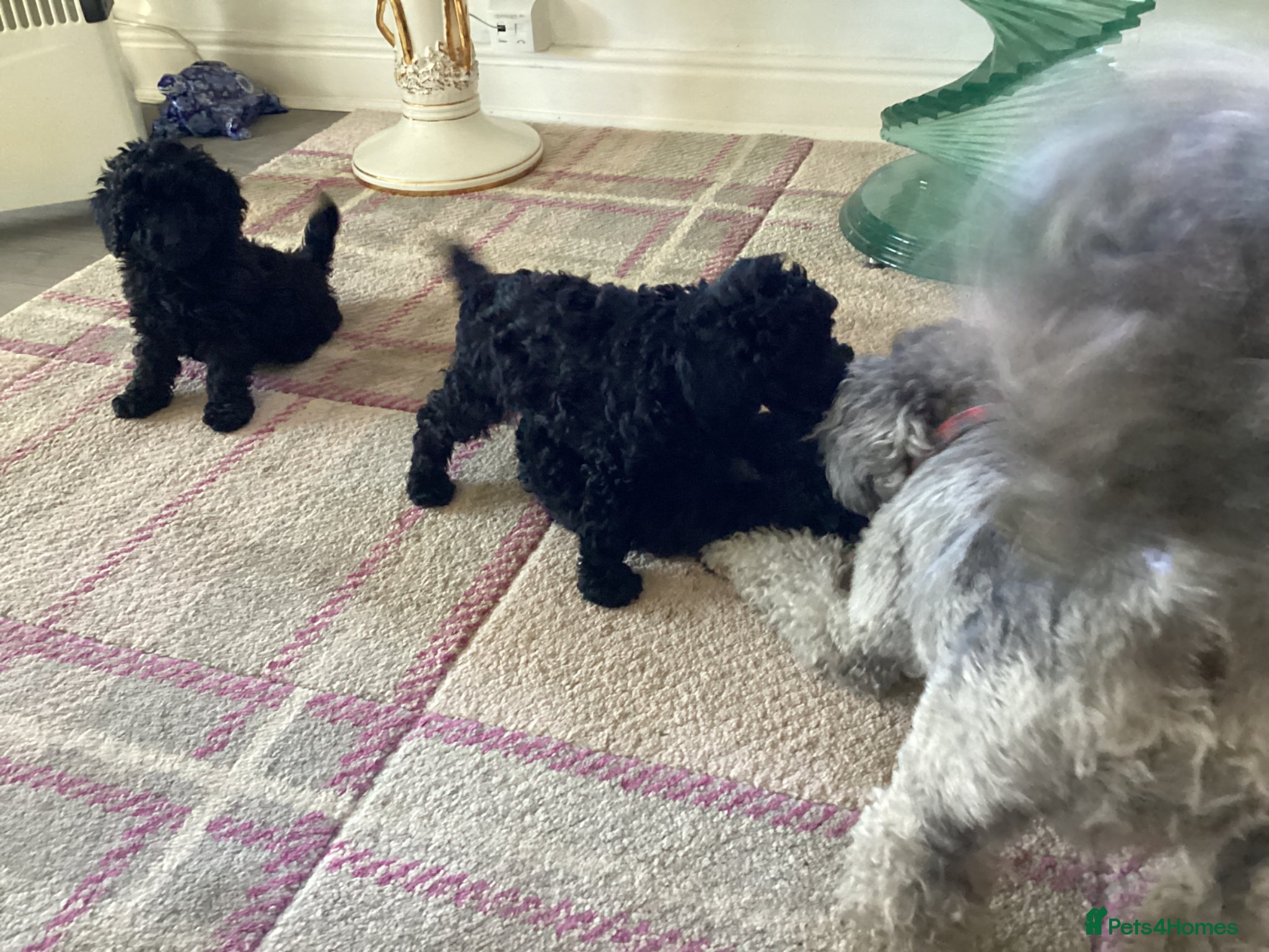Toy Poodle dogs Toy poodle - Advert 1