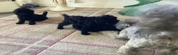Toy Poodle dogs for sale: Toy poodle - Advert 1