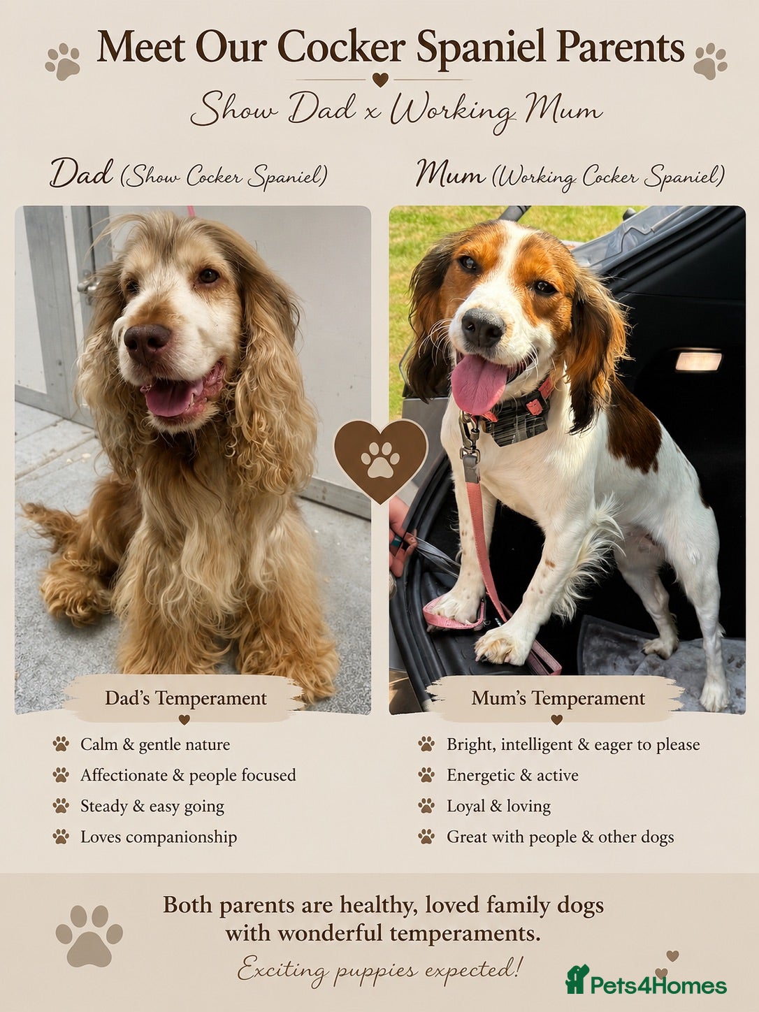 Cocker Spaniel dogs 🐾Beautiful ShowxWorking Cocker Spaniel Puppies 🐾 - Advert 1