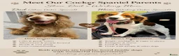Cocker Spaniel dogs for sale: 🐾Beautiful ShowxWorking Cocker Spaniel Puppies 🐾 in Maidstone - Advert 1