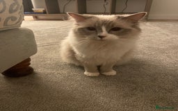 Ragdoll cats for sale: Female Ragdoll  - Image 4