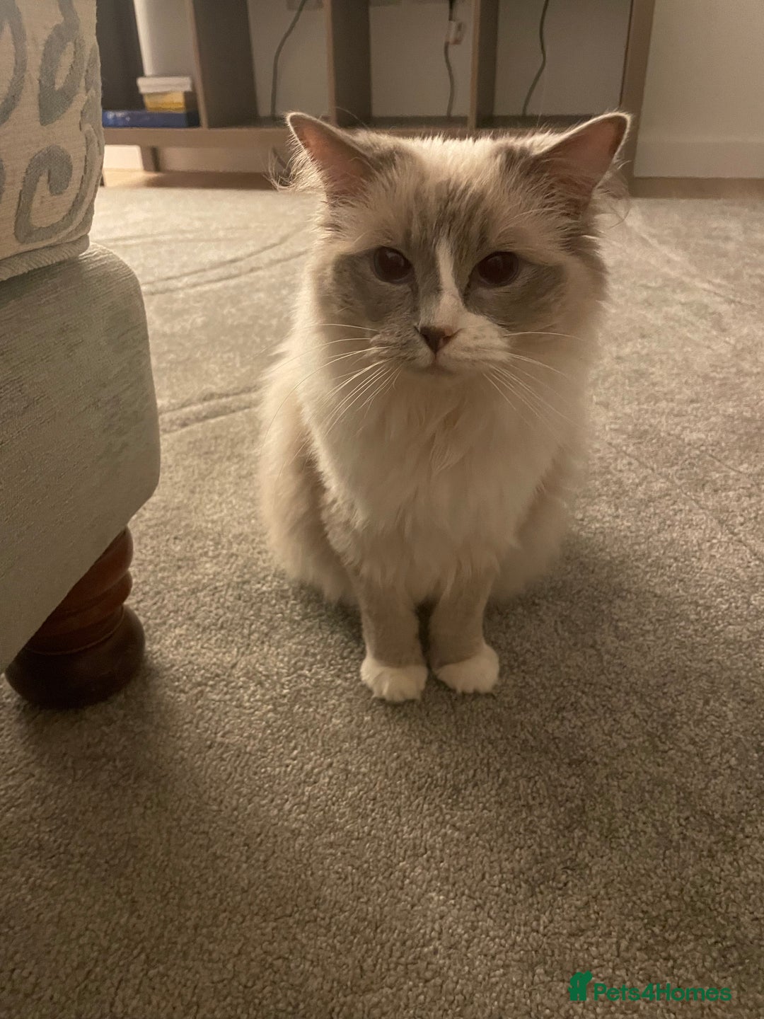 Ragdoll cats for sale: Female Ragdoll  - Image 4