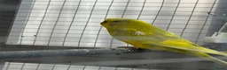 Budgerigars birds for sale: Budgies - Advert 1