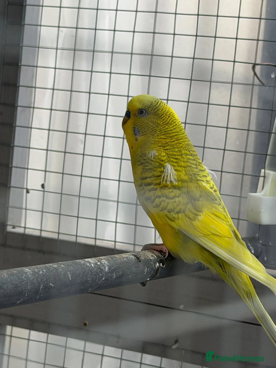 Budgerigars birds for sale: Budgies - Advert 1