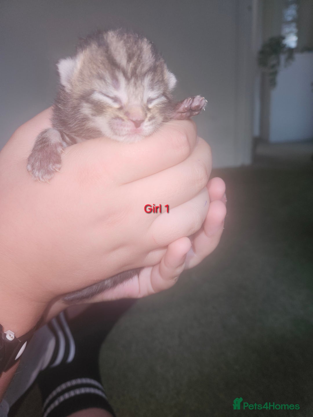 Maine Coon cats for sale: Maine Coon mix kittens - Image 5