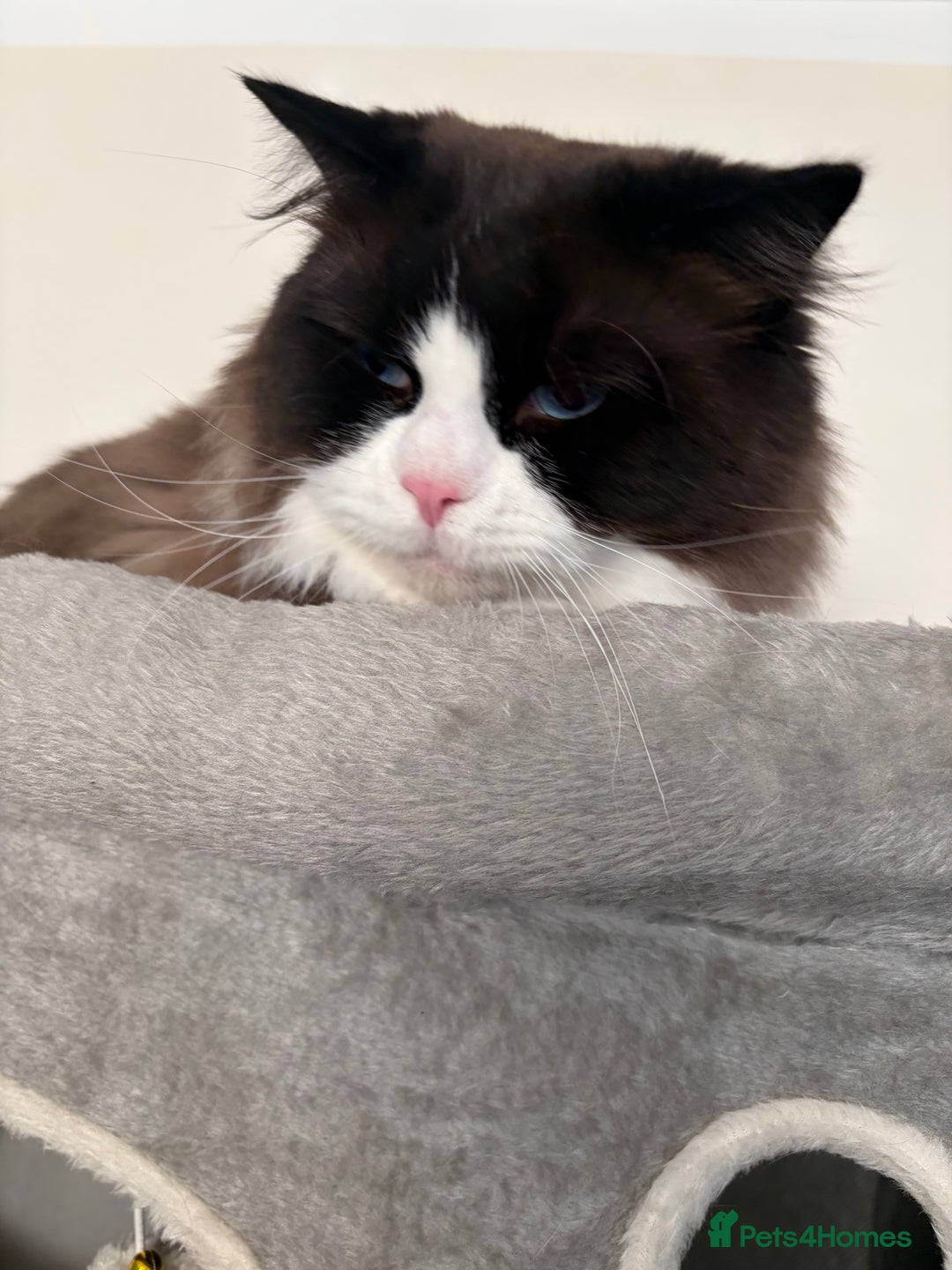 Ragdoll cats for stud: STUD ONLY - Advert 12