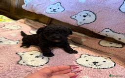 Toy Poodle dogs for sale: Exquisite Toy Poodle pups - Health tested parents - Image 3