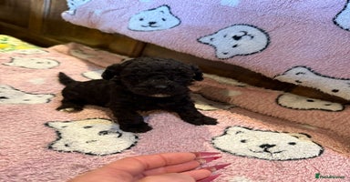 Toy Poodle dogs - Advert 4
