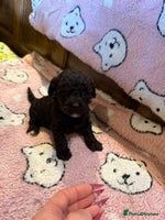 Toy Poodle dogs - Advert 11