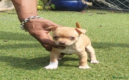 Chihuahua dogs for sale: 2 beautiful boys for sale  in Loughborough - Image 15