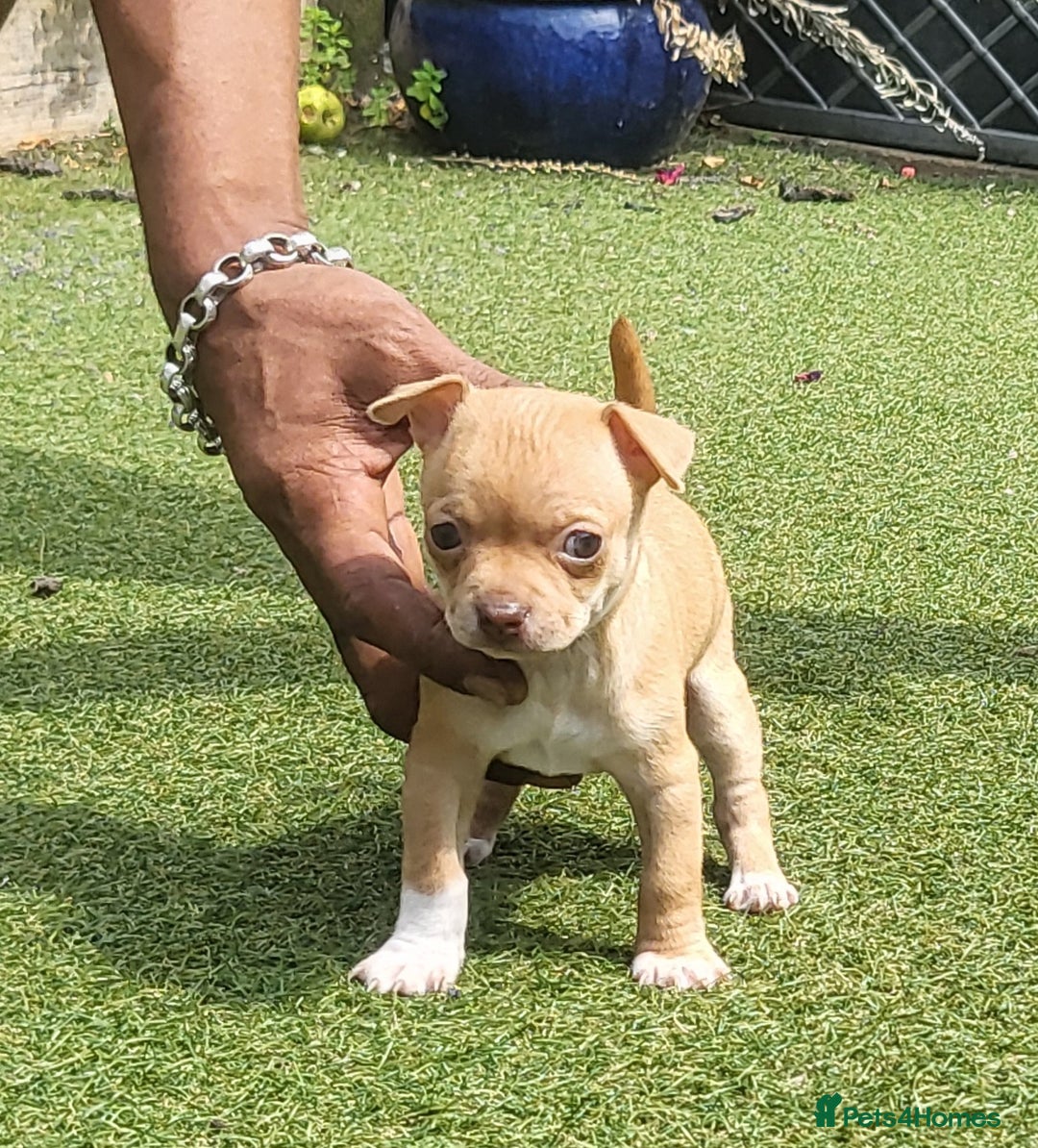 Chihuahua dogs for sale: 2 beautiful boys for sale  in Loughborough - Image 15