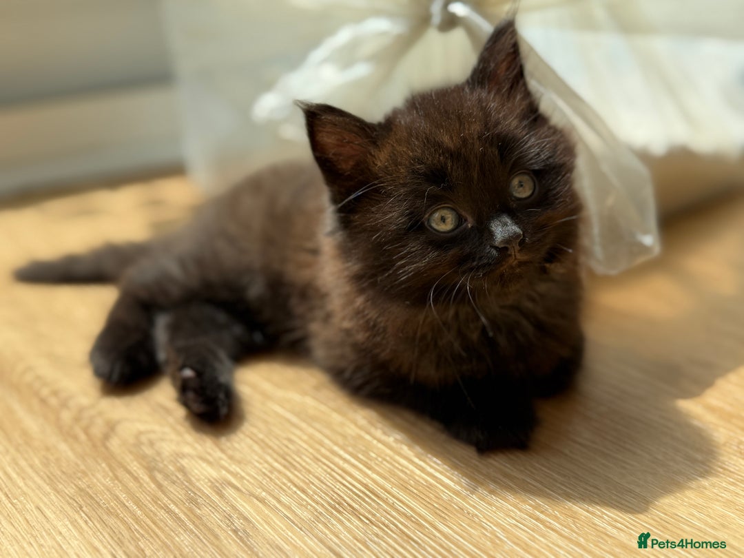 Maine Coon cats for sale: 13week-old fluffy black kitten/part Maine Coon - Image 9