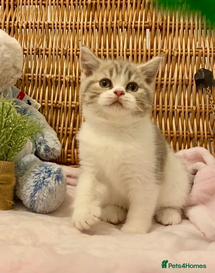 Scottish Fold cats TICA REG CHAMPION LINE FAWN BICOLOUR  GIRL 🧸 - Advert 2