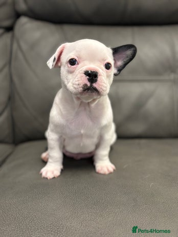 French Bulldog dogs LAST BOY Beautiful pied French bulldog puppies 🐾 - Advert 3