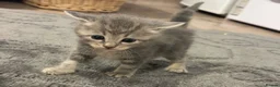 British Shorthair cats for sale: 2 Beautiful British shorthair kittens  - Advert 5