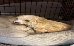 Maltipoo dogs for sale: Maltipoo Puppies  - Image 17