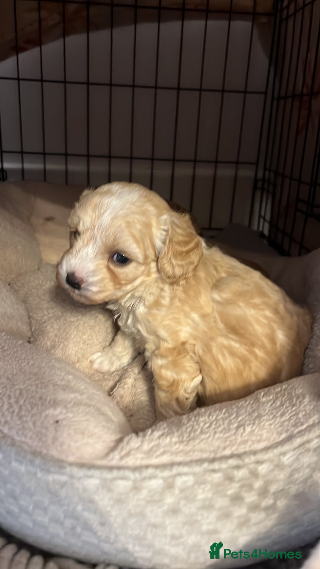 Maltipoo dogs for sale: Maltipoo Puppies  - Image 17