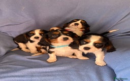 Cavalier King Charles Spaniel dogs for sale: Stunning Cavalier Puppies - Image 2