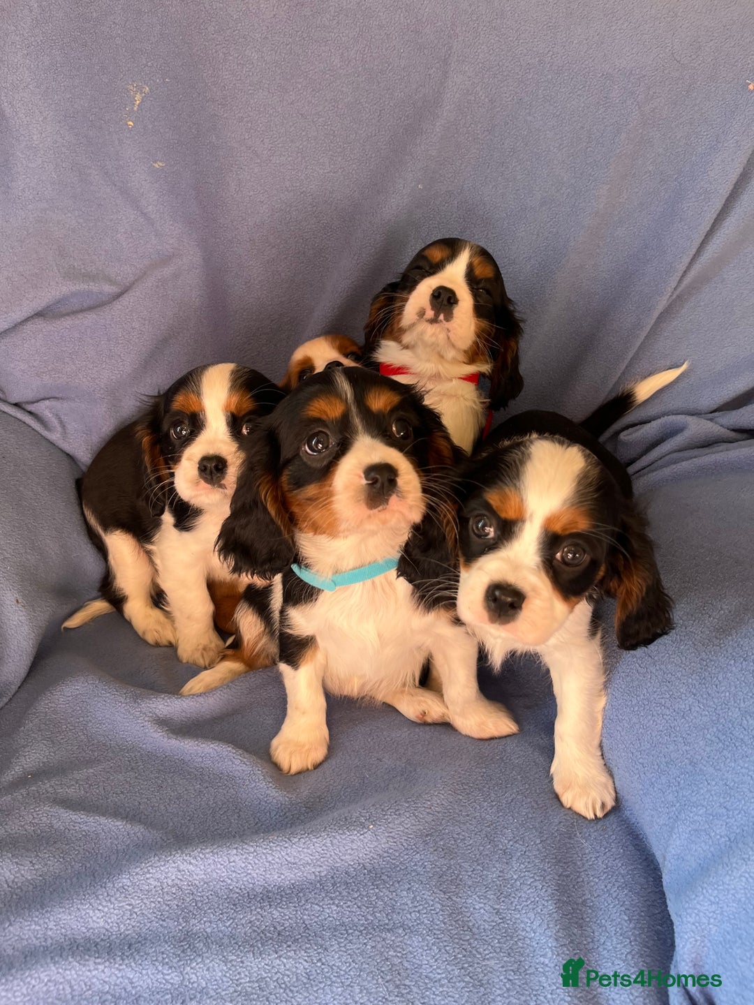 Cavalier King Charles Spaniel dogs for sale: Stunning Cavalier Puppies - Image 2