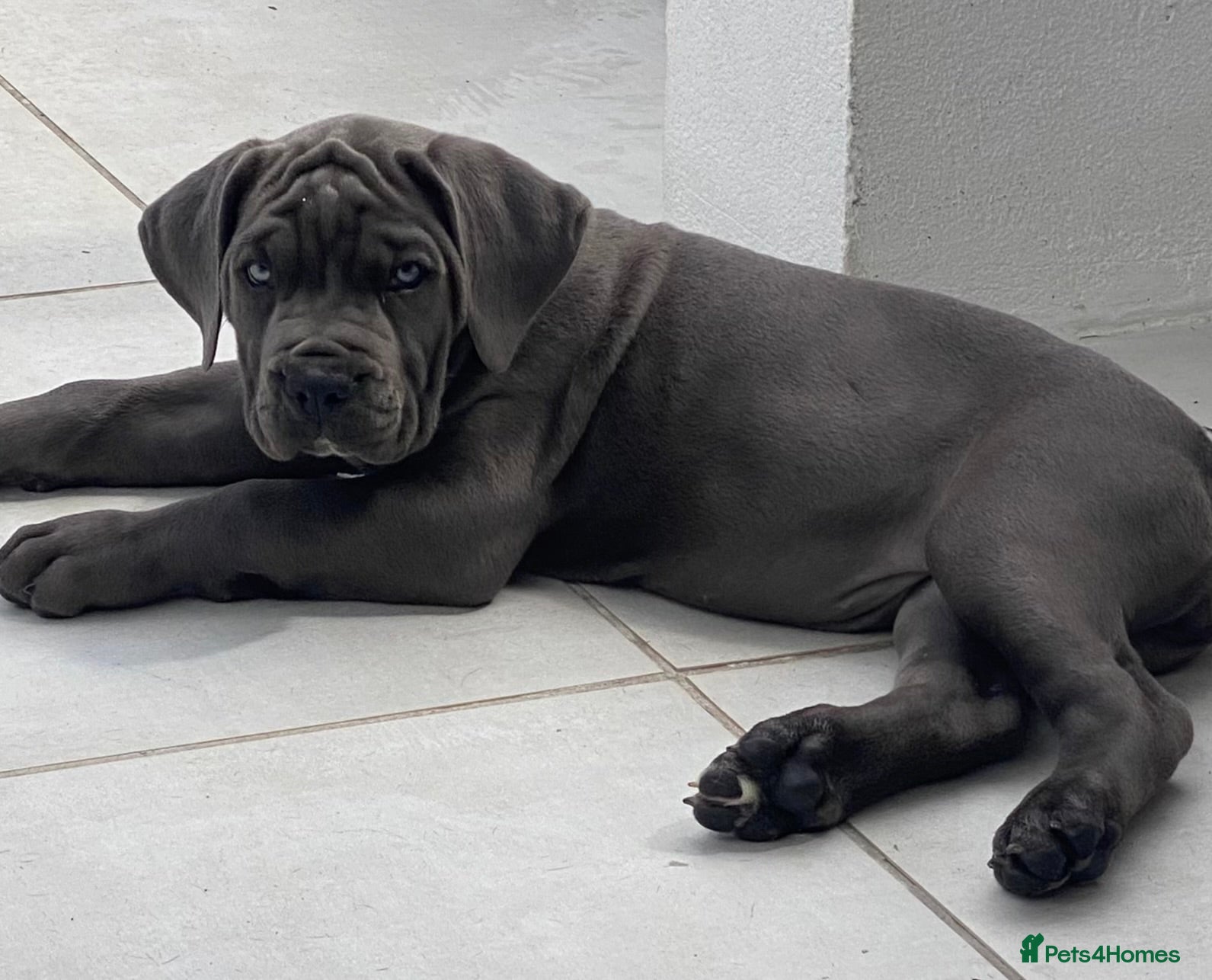 Cane Corso dogs  Elite Champion Bloodline Cane Corso puppies - Advert 4