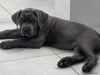 Cane Corso dogs 🏆 Pick of the litter female available! - Advert 12