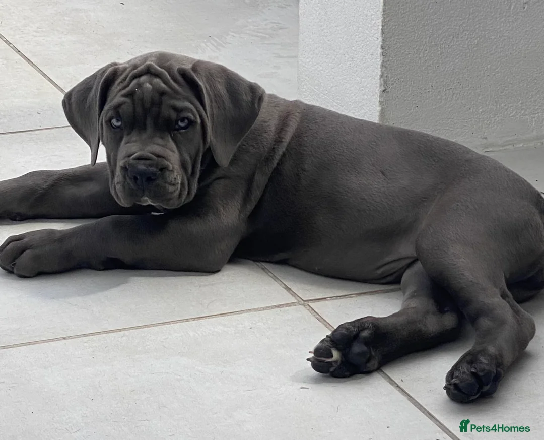 Cane Corso dogs for sale:  🏆 Elite Champion Bloodline Cane Corso puppies - Advert 3