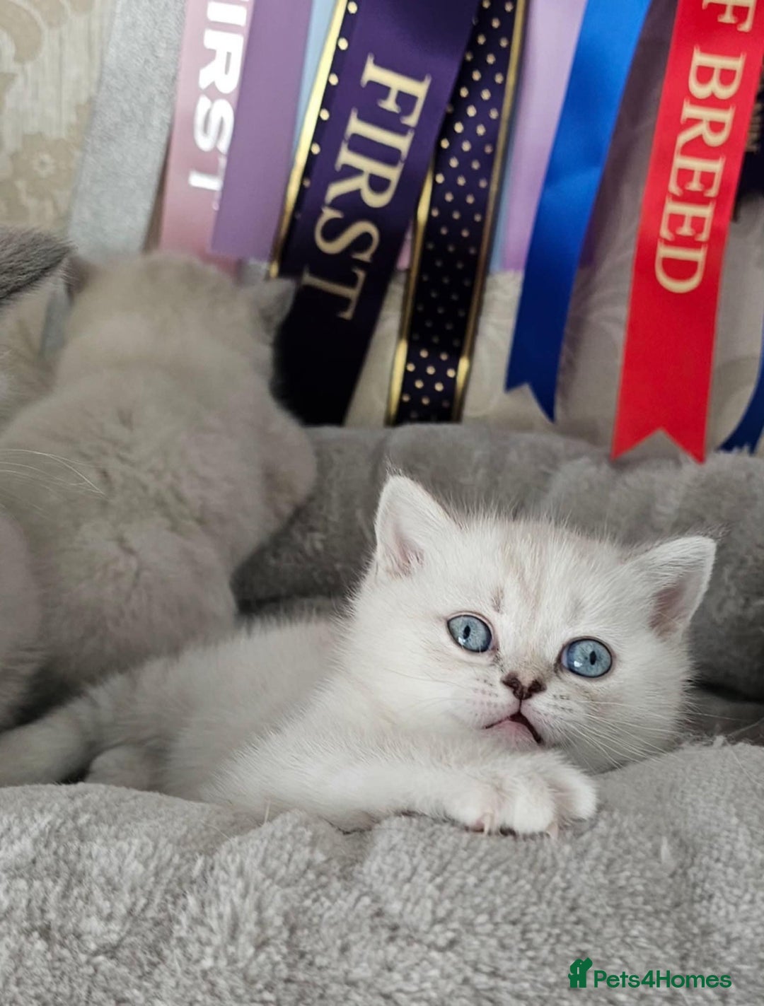 British Shorthair cats for sale: BSH female,GCCF registered - Image 5