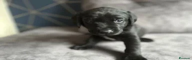 Labrador Retriever 4