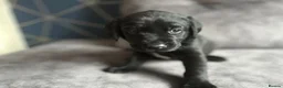 Labrador Retriever dogs for sale: Stunning litter of KC black labradors - Advert 25