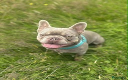 French Bulldog dogs for sale: French bulldog puppies  - Image 14