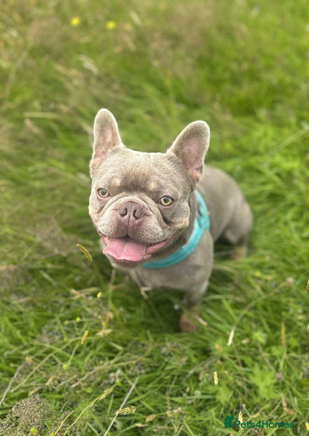 French Bulldog dogs for sale: French bulldog puppies  - Image 14