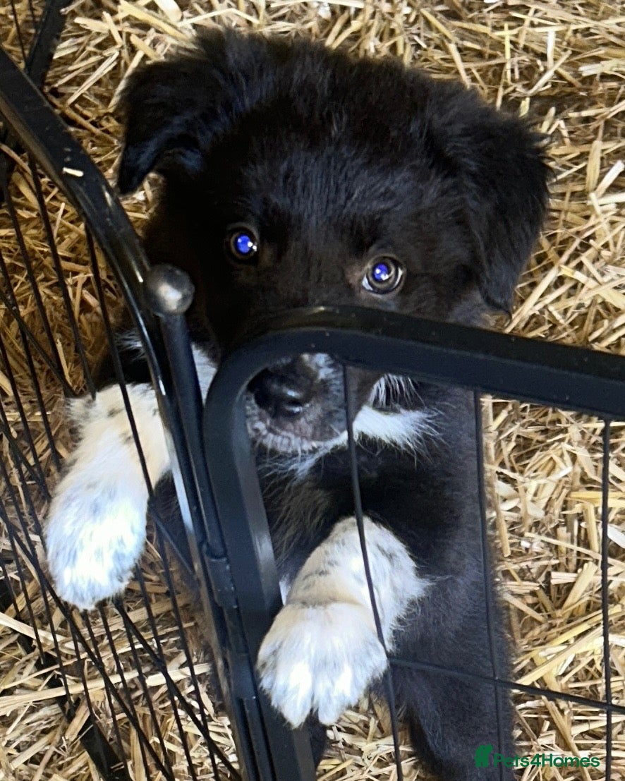 Border Collie dogs Border Collie Puppies - Advert 2