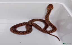 Python Snake reptiles for sale: Spotted Python's Males and Females  - Image 2