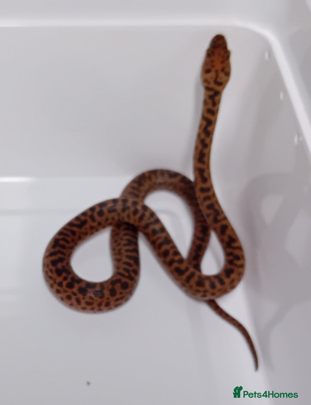 Python Snake reptiles for sale: Spotted Python's Males and Females  - Image 2