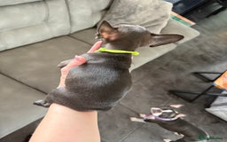 Mixed Breed dogs for sale: Frenchtons - Boston Terrier x Frenchie - Image 37
