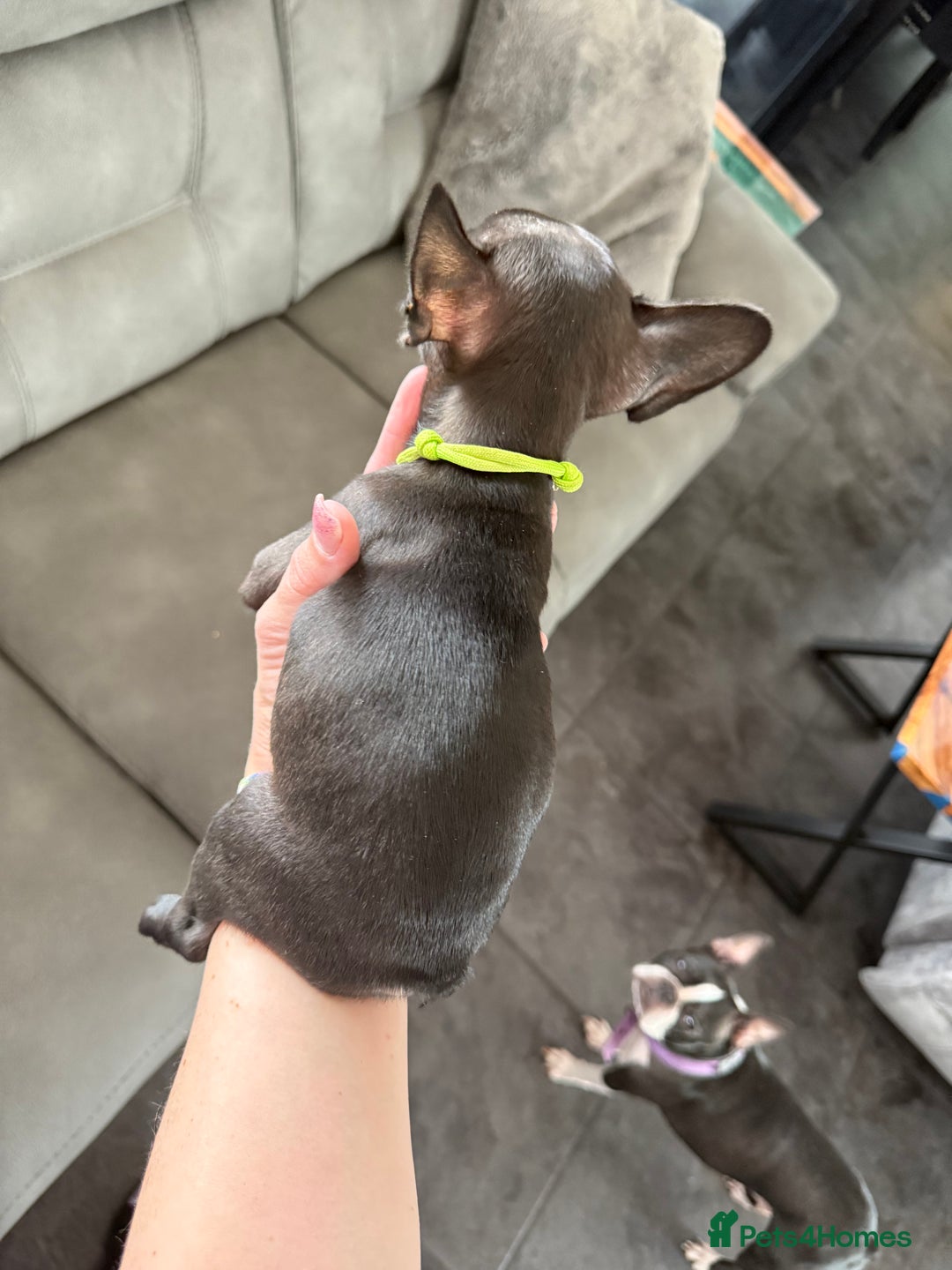 Mixed Breed dogs for sale: Frenchtons - Boston Terrier x Frenchie - Image 37