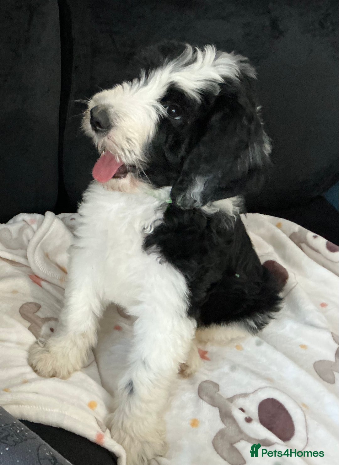 Sheepadoodle dogs for sale: Stunning Sheepadoodle puppies - Image 28