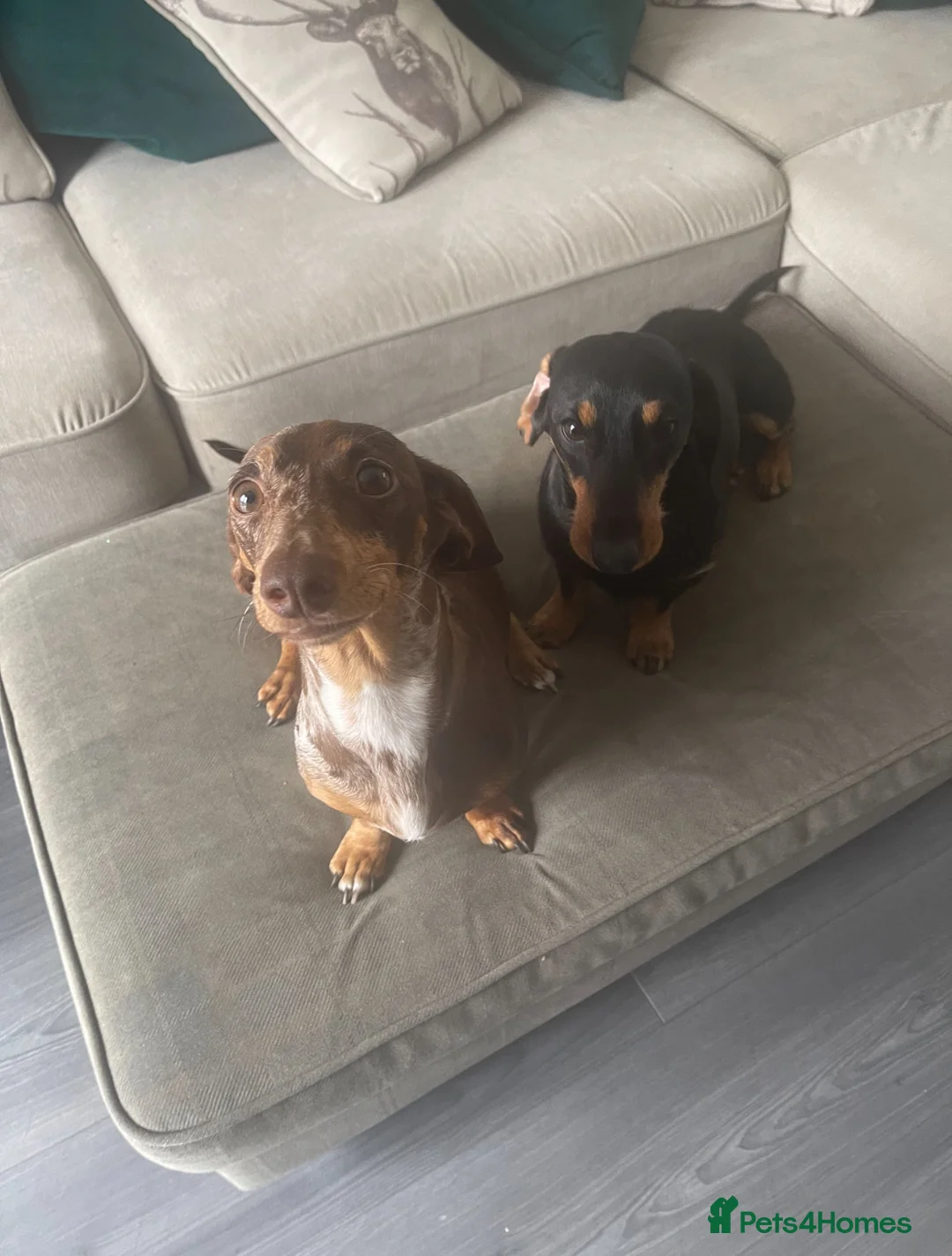 Dachshund dogs for sale: Dachshund puppy  - Advert 2