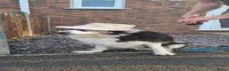 Border Collie dogs for sale: Border Collie - Advert 6