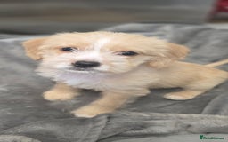 Mixed Breed dogs for sale: Jug puppies - Image 7